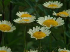 Anthemis tinctoria 'Sauce Hollandaise'  bestellen